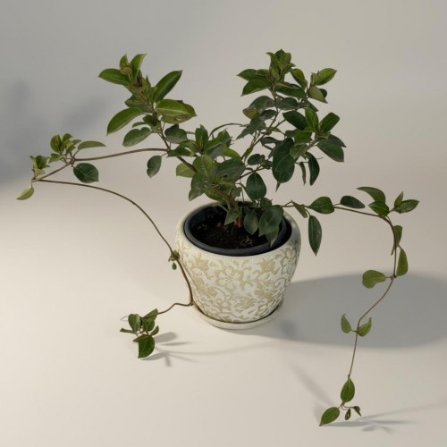 Özel Saksılı Mandevilla